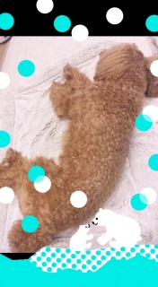 �y�^���R�`�B